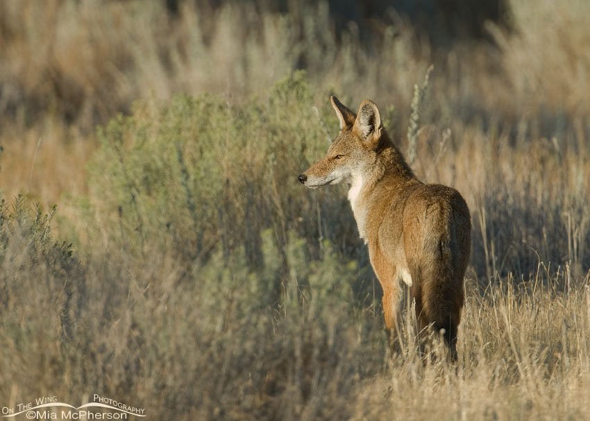 Morning Coyote on Antelope Island, Antelope Island State Park, Davis County, Utah