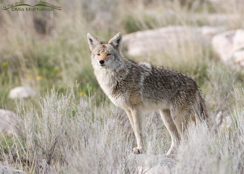 Lone Coyote on some rocks, Antelope Island State Park, Davis County, Utah