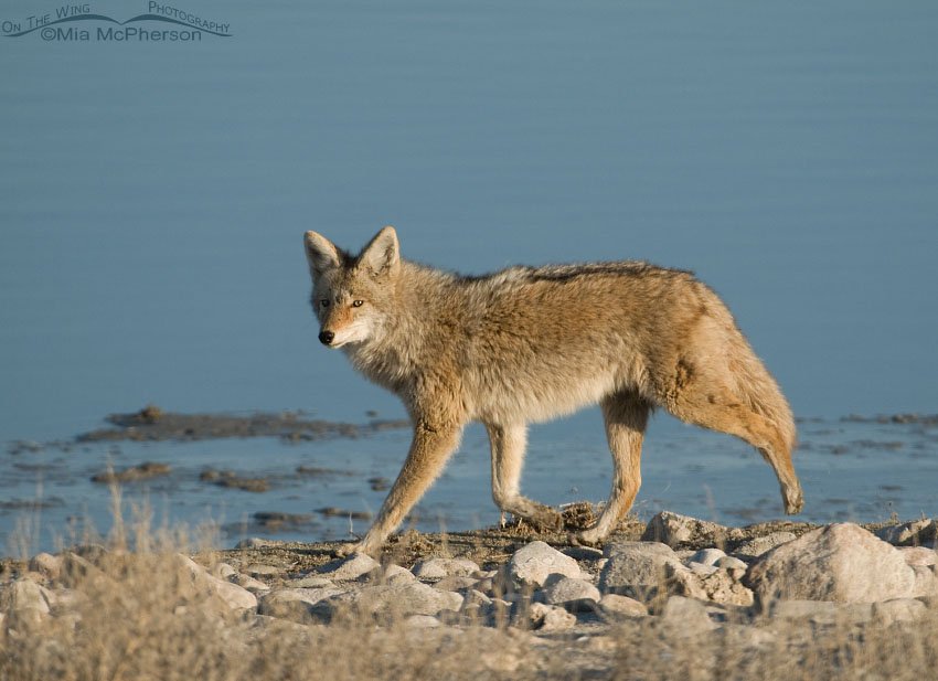 Coyote on the go with the Great Salt Lake in the background, Antelope Island State Park, Davis County, Utah