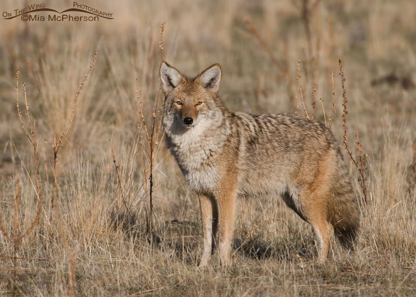 Coyote on Antelope Island State Park, Antelope Island State Park, Davis County, Utah