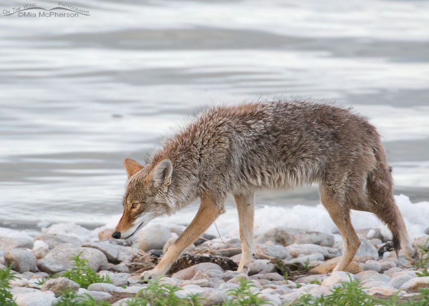 Coyote hunting on the causeway, Antelope Island State Park, Davis County, Utah