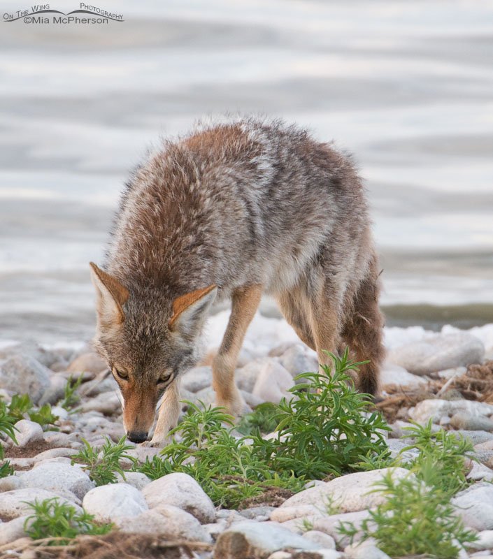 Wondering what the Coyote is looking for, Antelope Island State Park, Davis County, Utah