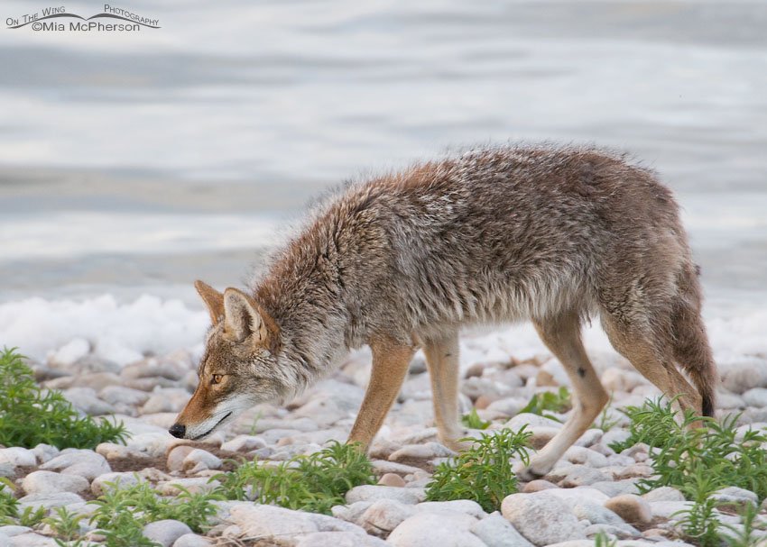 Sunrise in a Coyote’s eyes, Antelope Island State Park, Davis County, Utah