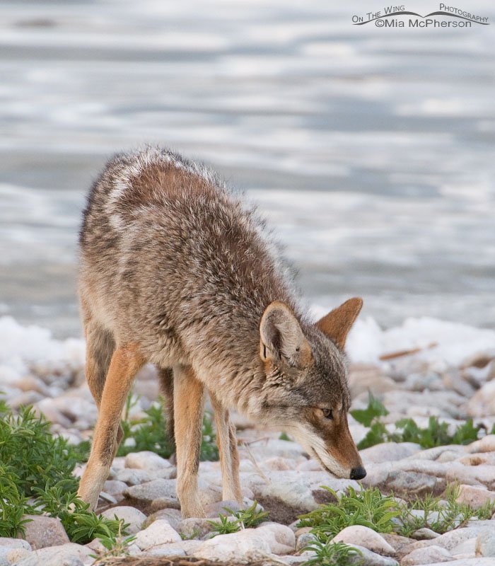 What is the Coyote looking for? Antelope Island State Park, Davis County, Utah