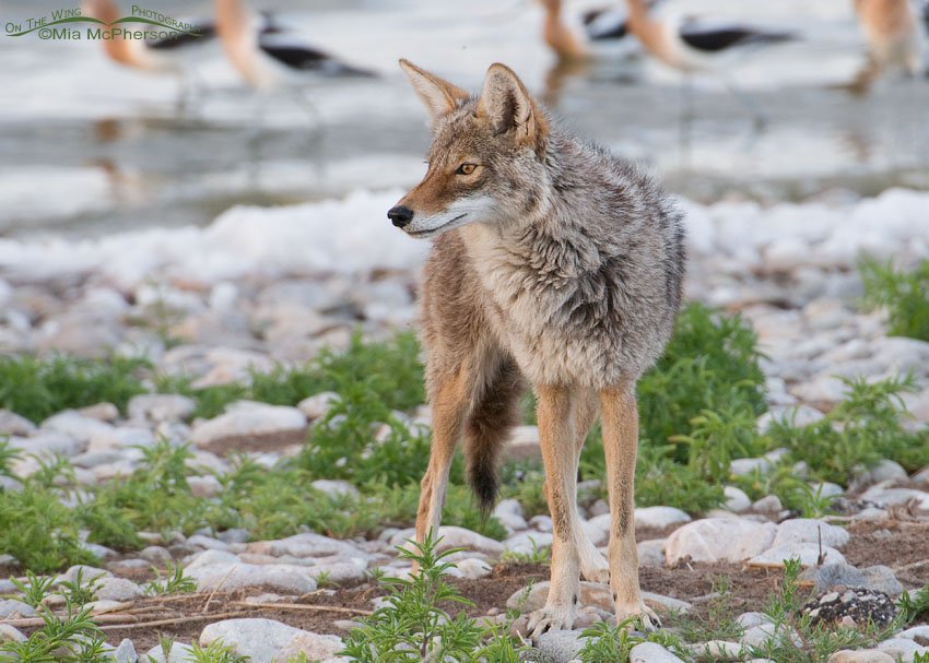 Coyote with American Avocets in the background, Antelope Island State Park, Davis County, Utah