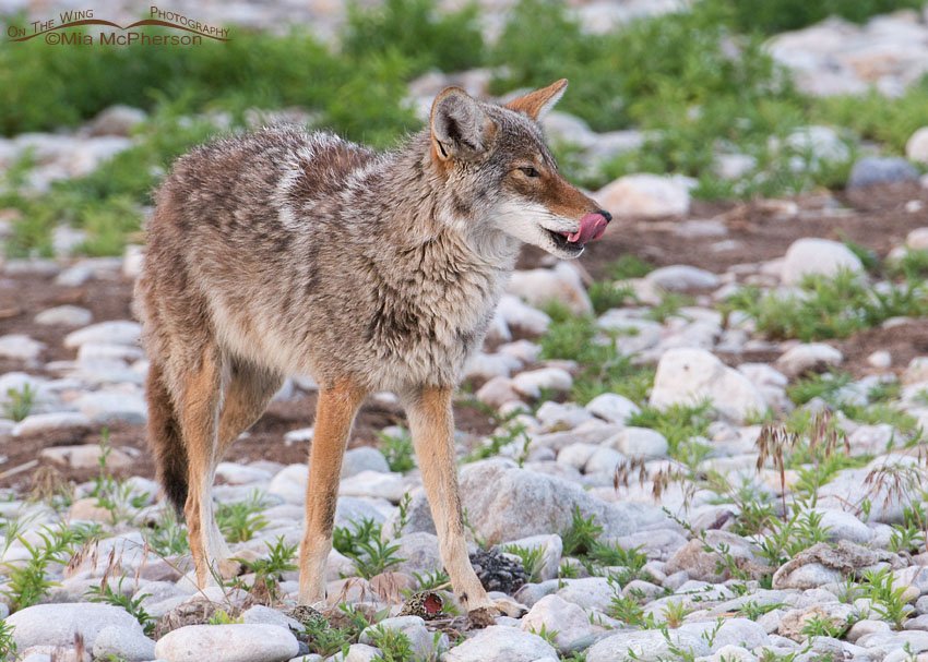 Coyote eating an avocet egg, Antelope Island State Park, Davis County, Utah