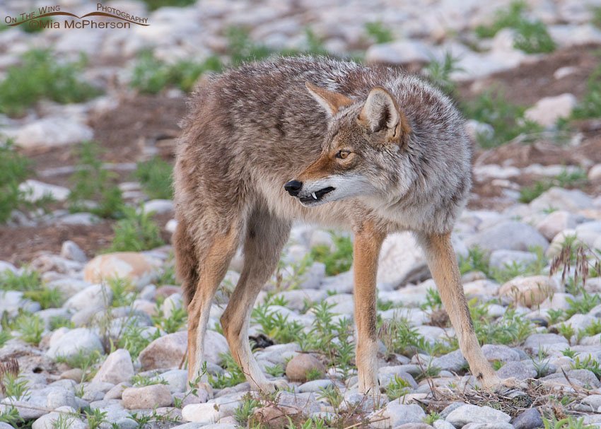 Coyote at a second nest, Antelope Island State Park, Davis County, Utah