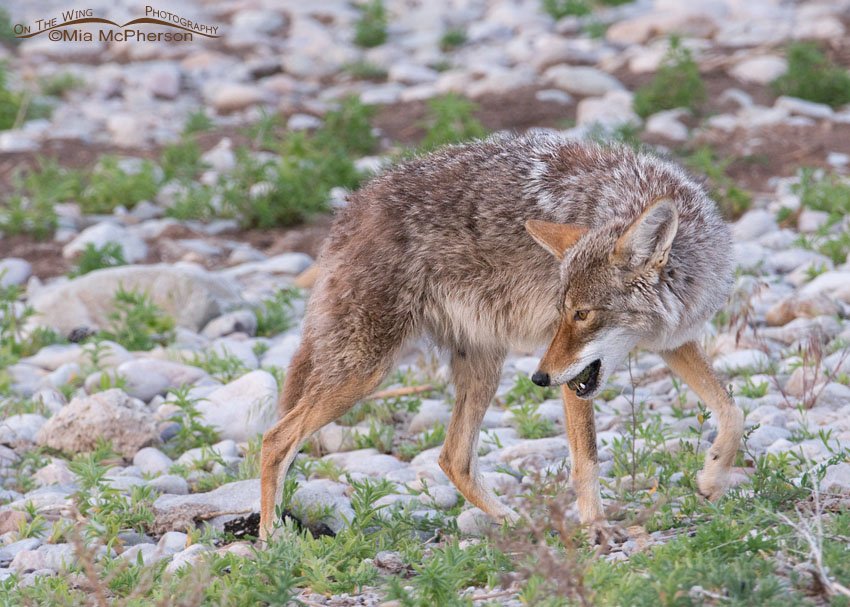 Coyote with the egg in its mouth, Antelope Island State Park, Davis County, Utah