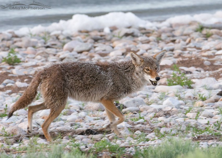 Moving down the causeway with the egg still in the Coyote’s mouth, Antelope Island State Park, Davis County, Utah
