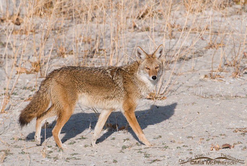 Coyote on a Great Salt Lake beach, Antelope Island State Park, Davis County, Utah