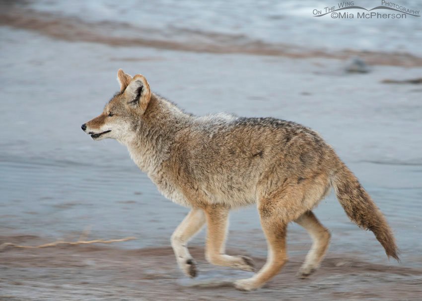 Low light, a slow shutter speed, panning and a Coyote in motion all combined to create this Coyote blur on the causeway in low light, Antelope Island State Park, Utah.