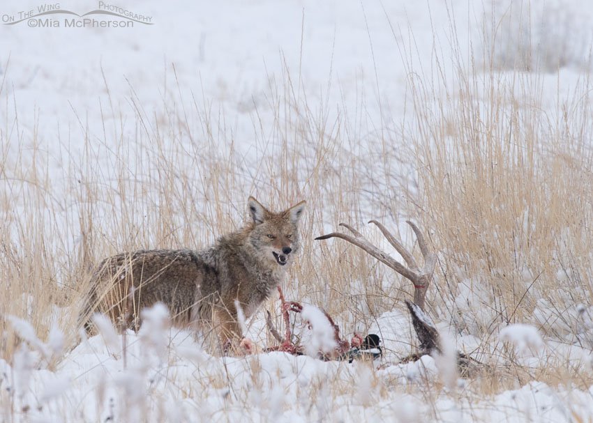 Coyote at a Mule Deer carcass, Antelope Island State Park, Davis County, Utah