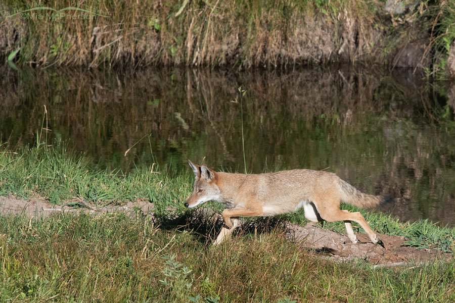 Coyote looking for prey next to a creek, Wasatch Mountains, Summit County, Utah