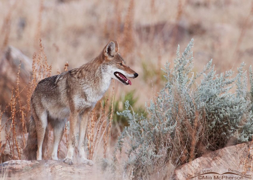 The Coyote and the Deer Fly, Antelope Island State Park, Davis County, Utah