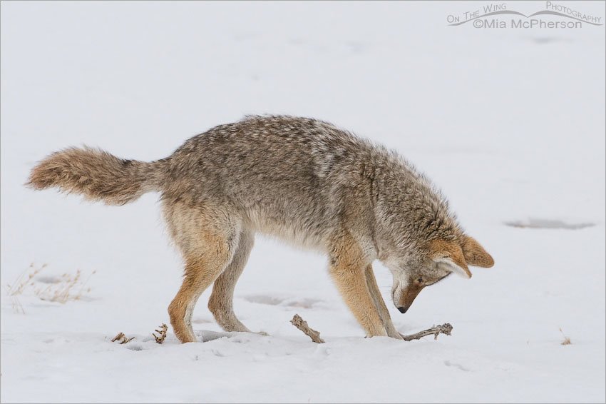 Coyote digging in the snow, Antelope Island State Park, Davis County, Utah