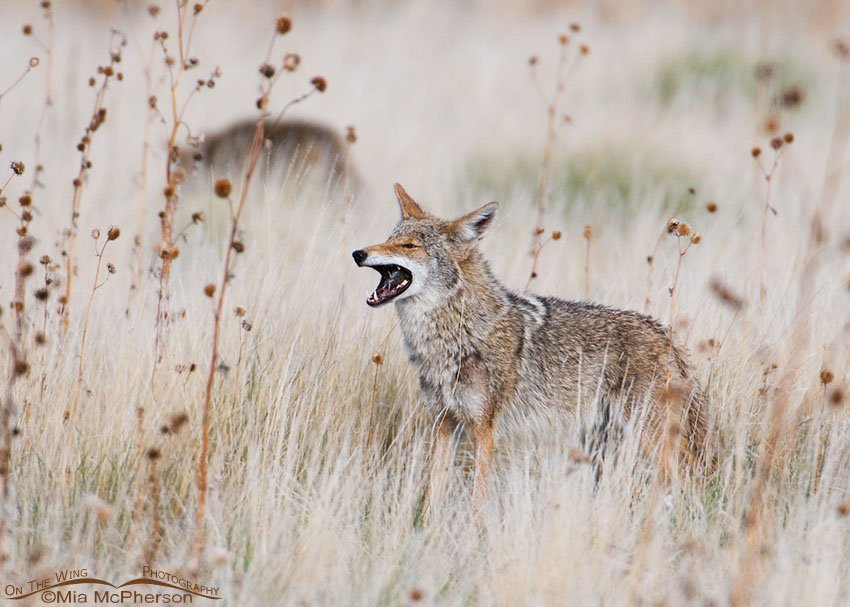 Coyote crunching down on a vole, Antelope Island State Park, Davis County, Utah