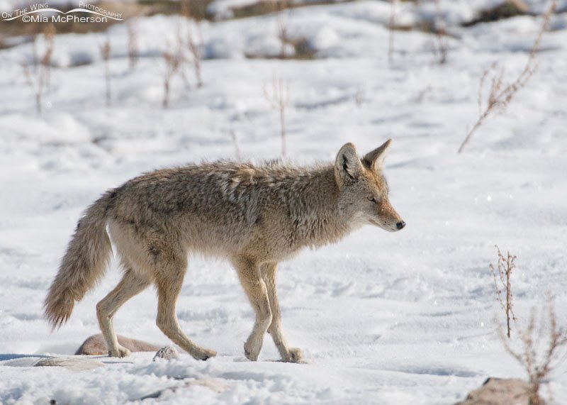 Injured female Coyote, Antelope Island State Park, Davis County, Utah