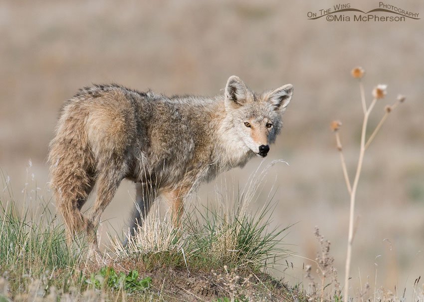 Nursing female Coyote, Antelope Island State Park, Davis County, Utah