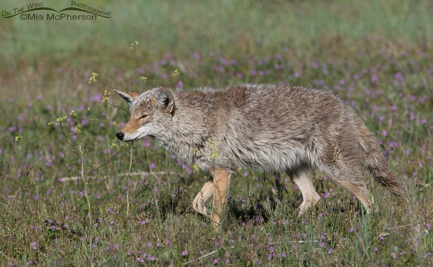 Coyote hunting in a field with filaree and Black Mustard, Antelope Island State Park, Davis County, Utah
