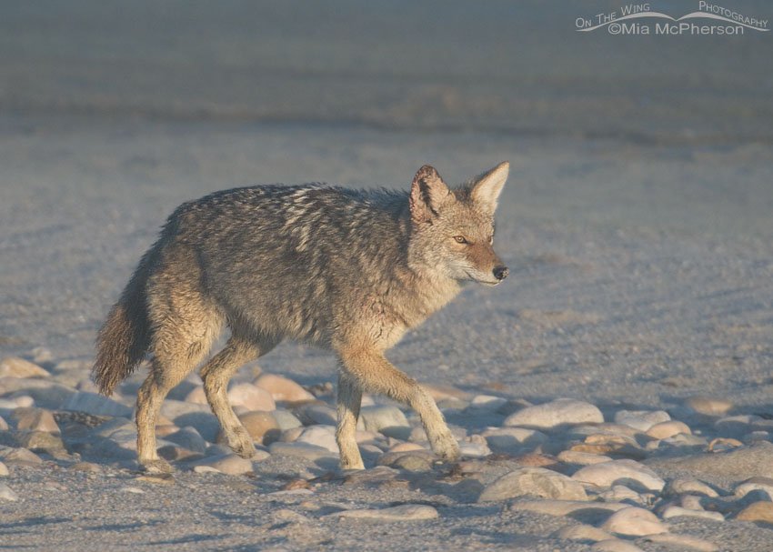 Coyote in a Great Salt Lake lake fog, Antelope Island State Park, Davis County, Utah