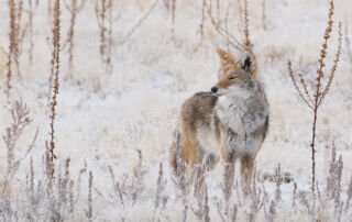 Coyote in a frosty field, Antelope Island State Park, Davis County, Utah
