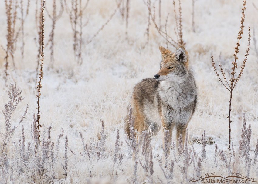 Coyote in a frosty field, Antelope Island State Park, Davis County, Utah