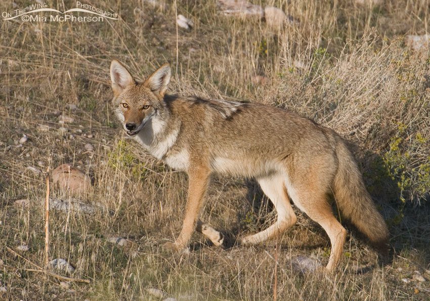 Coyote starting to get its winter coat, Antelope Island State Park, Davis County, Utah