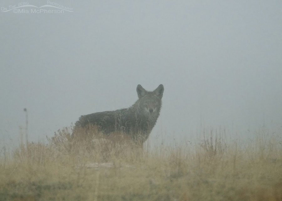 Ghostly Coyote, Antelope Island State Park, Davis County, Utah