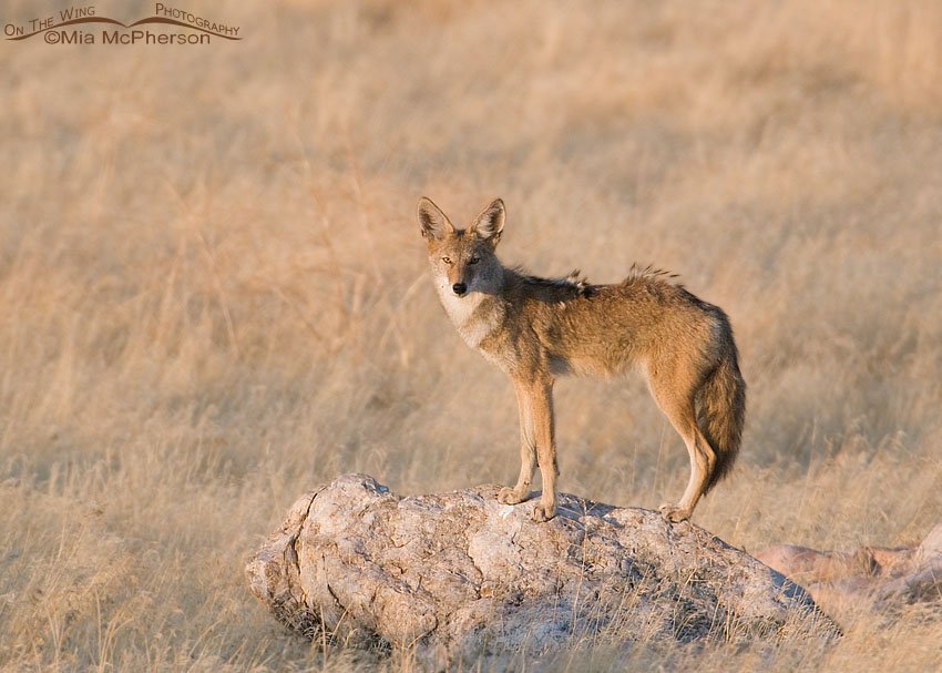 Coyote on a rock just after sunrise, Antelope Island State Park, Davis County, Utah