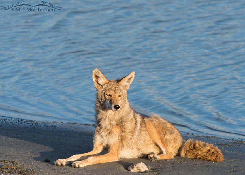 Coyote resting on the edge of the Great Salt Lake, Antelope Island State Park, Davis County, Utah