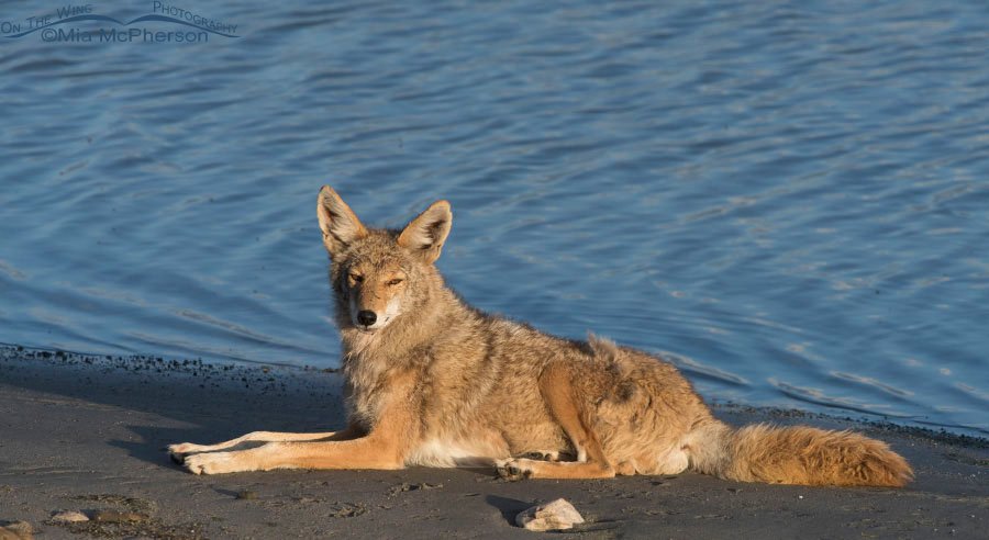 Great Salt Lake and a resting Coyote, Antelope Island State Park, Davis County, Utah