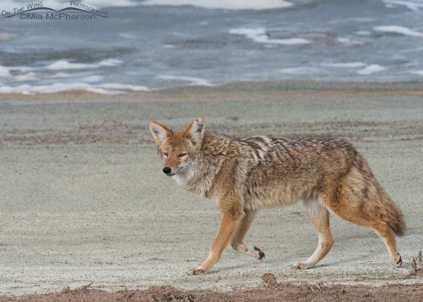 Coyote taking a winter stroll near the Great Salt Lake, Antelope Island State Park, Davis County, Utah