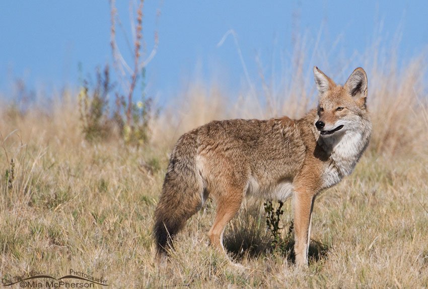 Coyote on an Antelope Island hilltop, Antelope Island State Park, Davis County, Utah