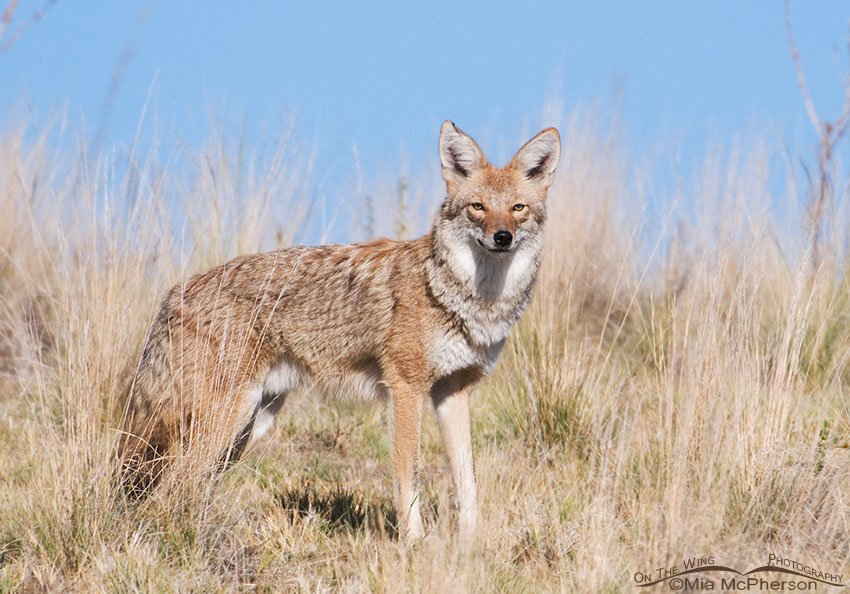 Coyote on a hilltop, Antelope Island State Park, Davis County, Utah