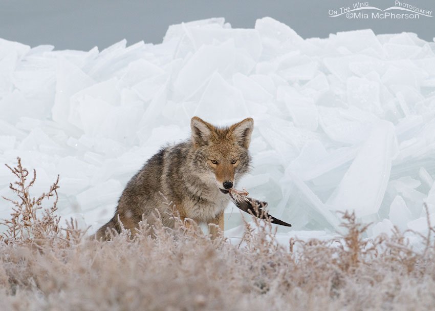 Coyote with duck wing in front of a pile of ice, Antelope Island State Park, Davis County, Utah
