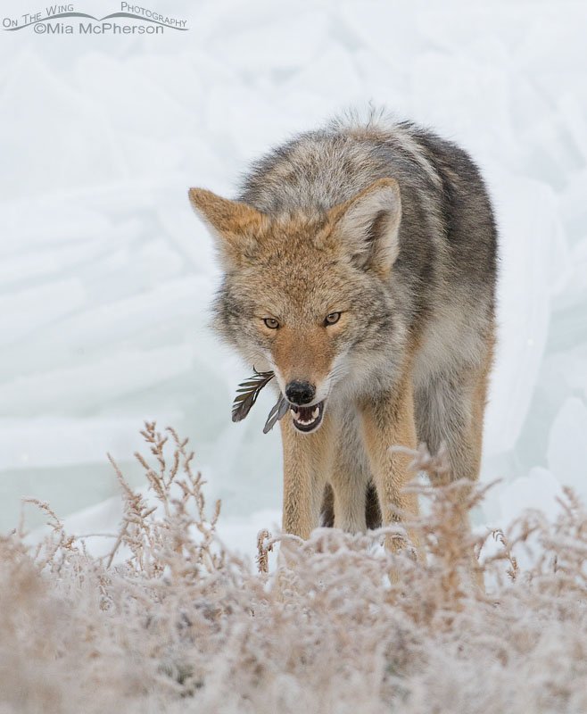 Coyote with duck feathers on the shore of the Great Salt Lake, Antelope Island State Park, Davis County, Utah