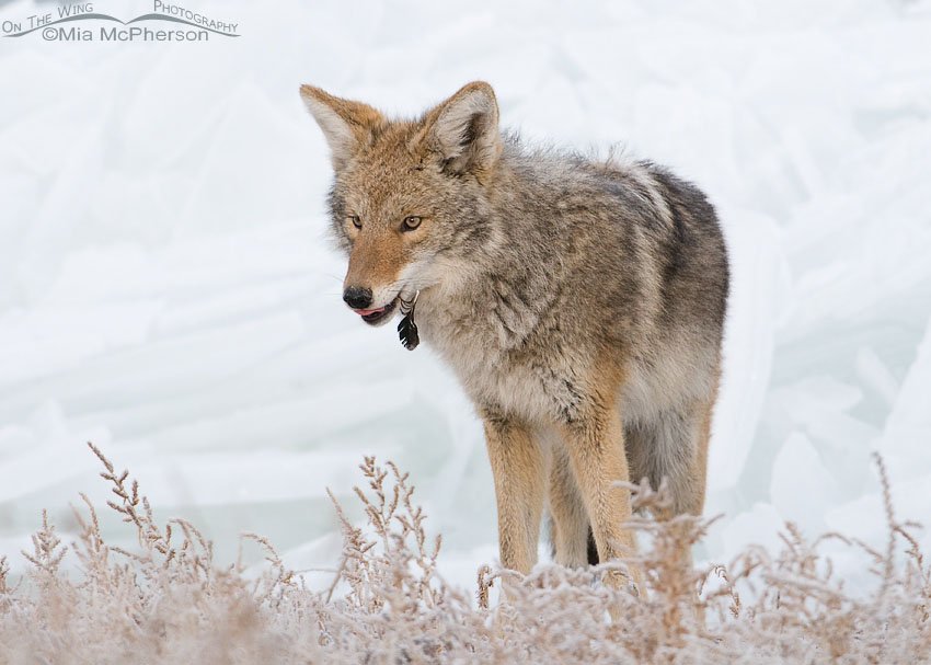 Coyote after finishing eating one of the falcon leftovers, Antelope Island State Park, Davis County, Utah