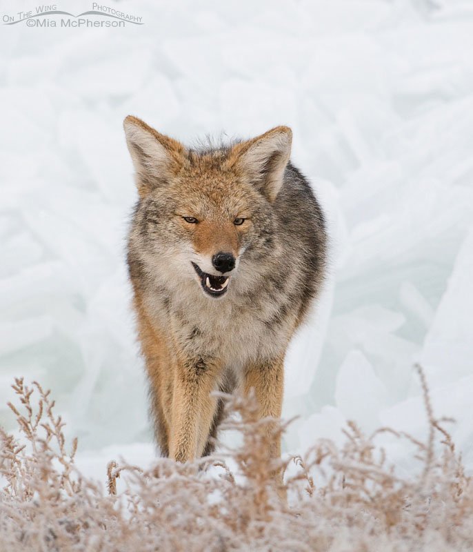 Coyote on the ice covered shore of the Great Salt Lake, Antelope Island State Park, Davis County, Utah
