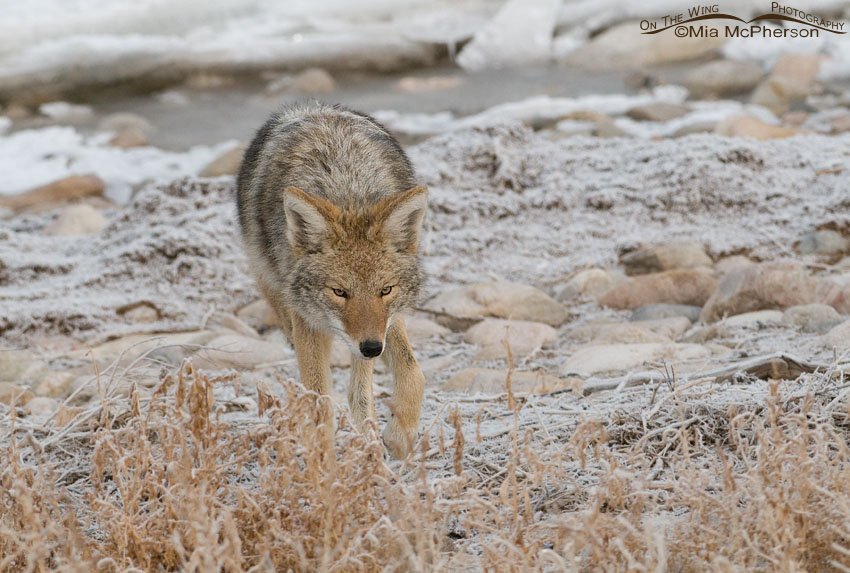 Stalking Coyote on the shore of the Great Salt Lake, Antelope Island State Park, Davis County, Utah