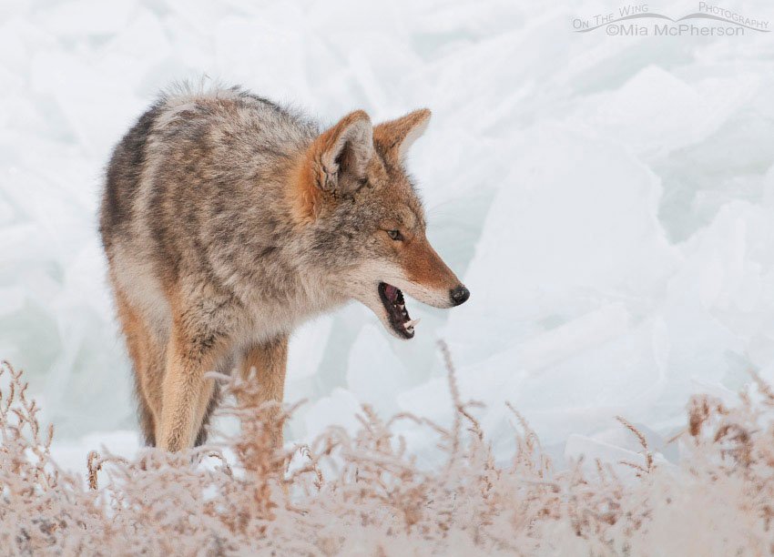 Coyote chowing down on falcon leftovers, Antelope Island State Park, Davis County, Utah
