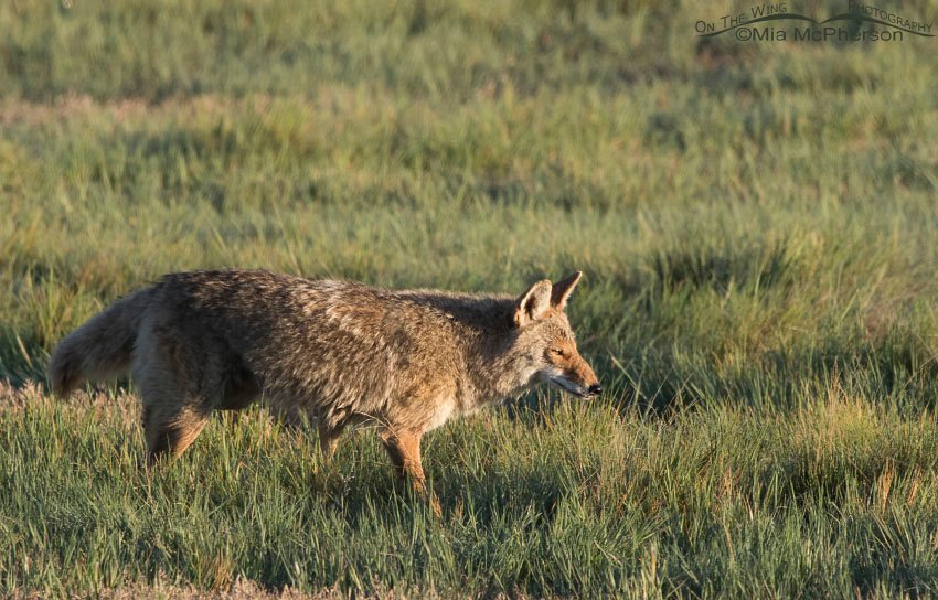 Injured Coyote - April 28, 2015, Antelope Island State Park, Davis County, Utah