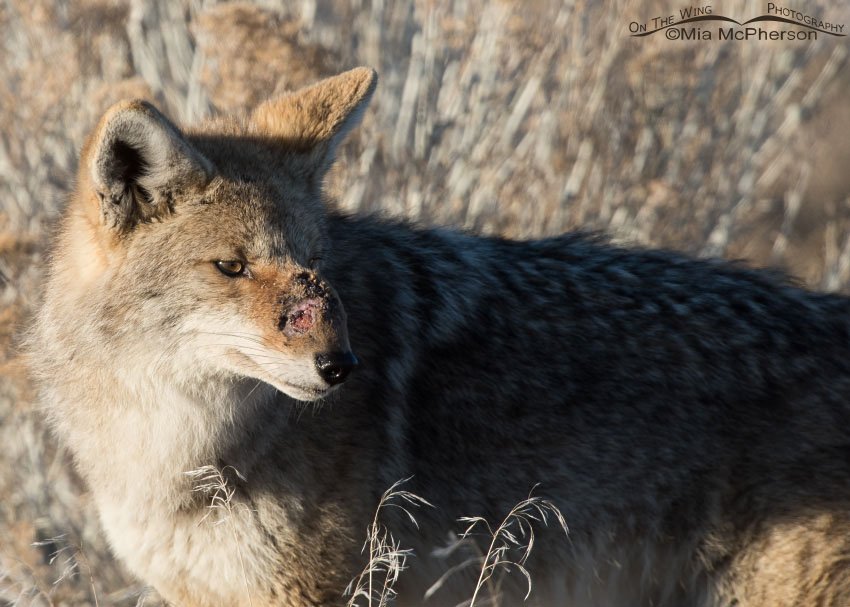 Injured Coyote - February 16th, 2015, Antelope Island State Park, Davis County, Utah
