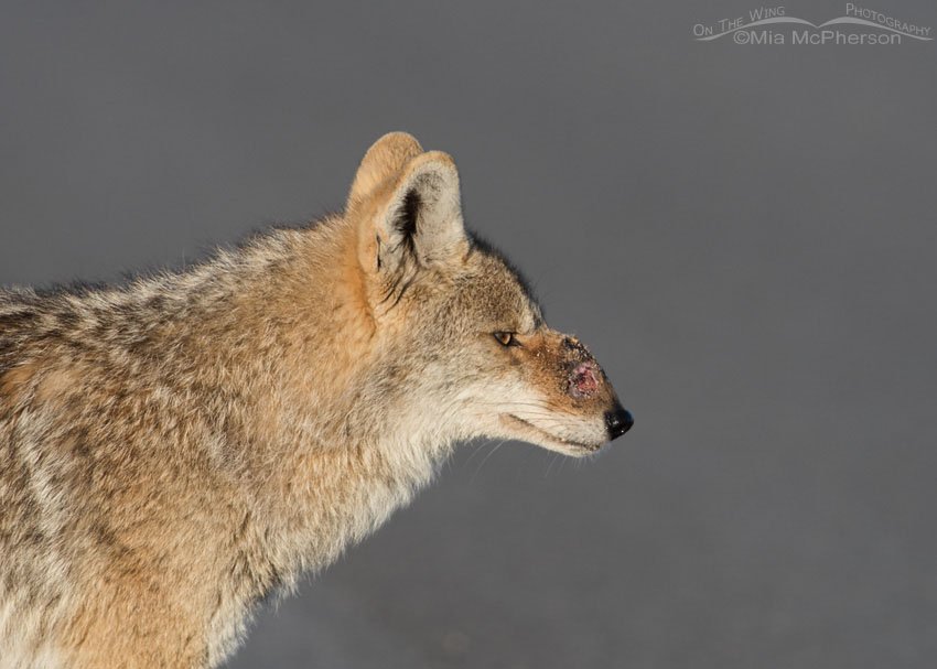 Profile of an injured Coyote, Antelope Island State Park, Davis County, Utah