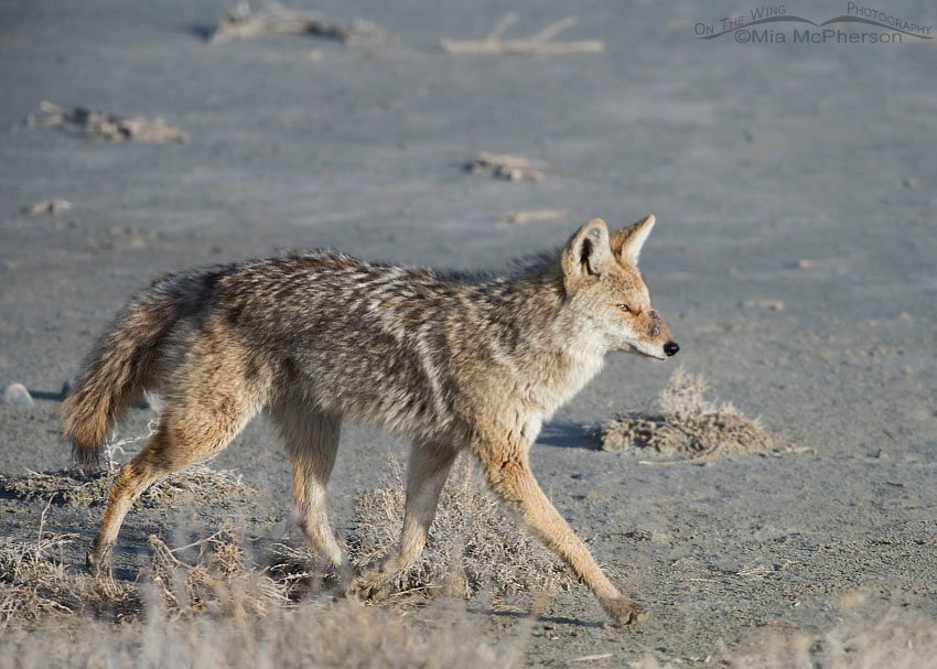 Injured Coyote - February 25, 2015, Antelope Island State Park, Davis County, Utah