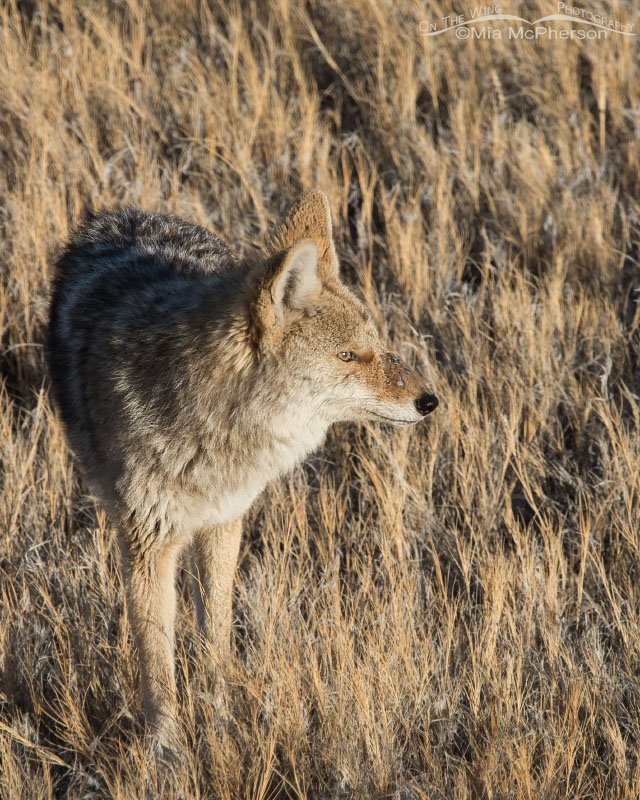Injured Coyote - March 6, 2015, Antelope Island State Park, Davis County, Utah