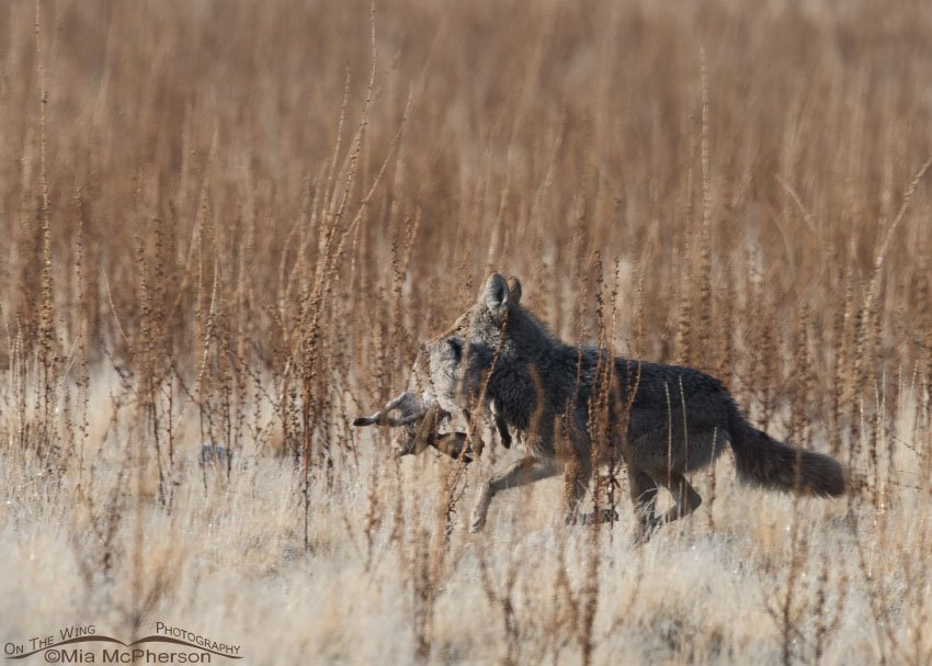 Coyote with a jackrabbit stolen from a Golden Eagle, Antelope Island State Park, Davis County, Utah