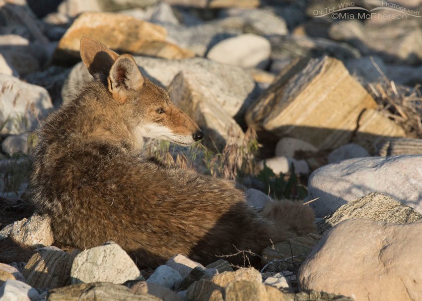 Healed Coyote - June 7, 2015, Antelope Island State Park, Davis County, Utah