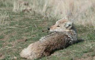 Lazy Coyote, Antelope Island State Park, Davis County, Utah