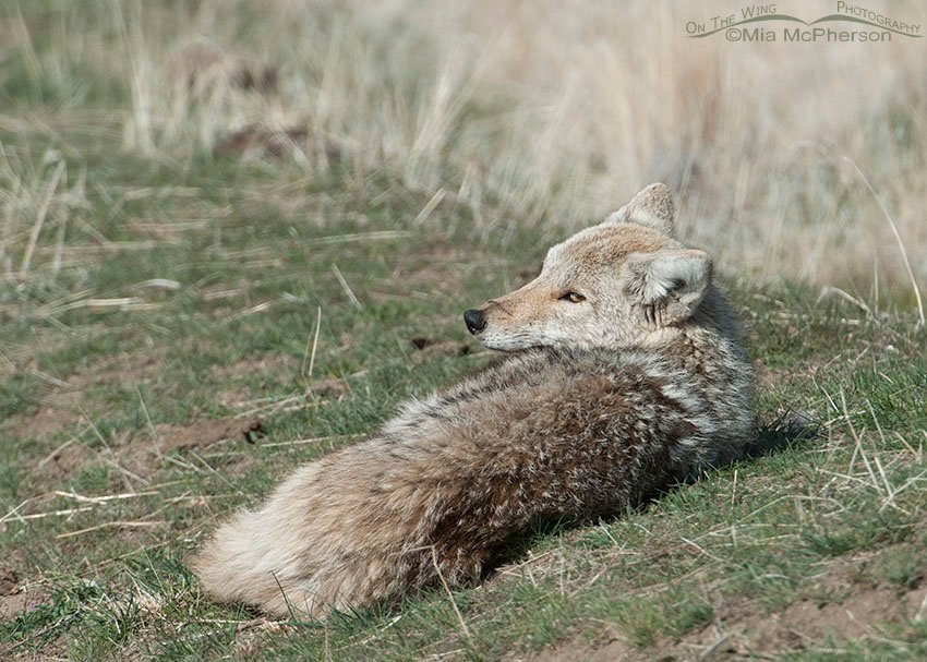 Lazy Coyote, Antelope Island State Park, Davis County, Utah
