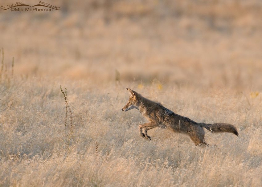 Coyote leaping after prey, Antelope Island State Park, Davis County, Utah